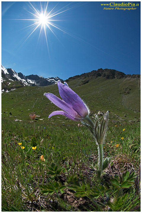 pulsatilla halleri, fiori di montagna, alpini, fotografia, foto, alpine flowers, Gran paradiso